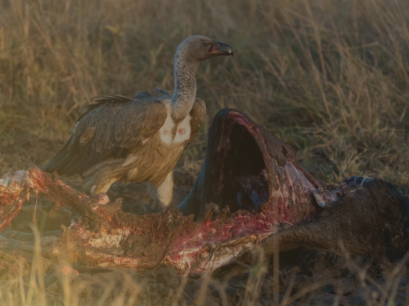 Northern Tanzania self-drive safari route with Tarangire Ngorongoro and Serengeti