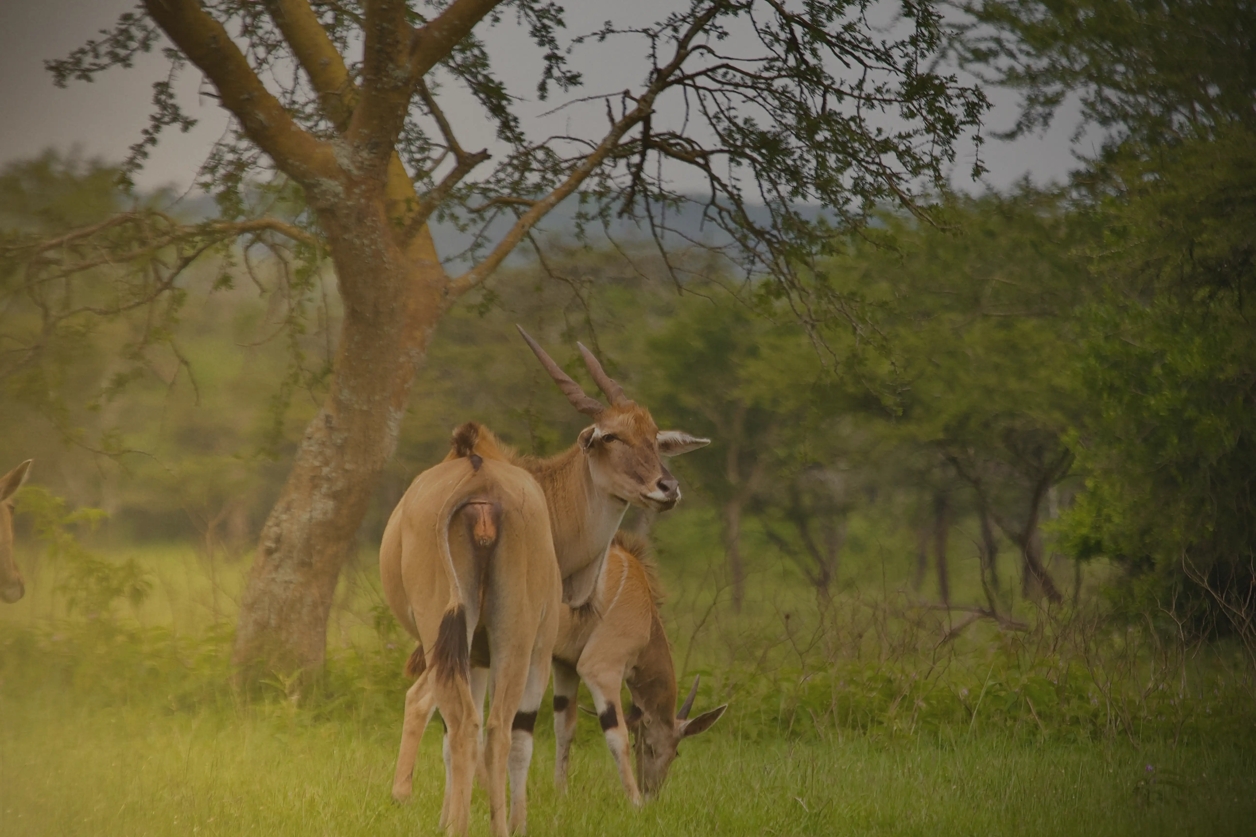 Southern Tanzania self-drive safari route through Nyerere Ruaha Udzungwa and Mikumi